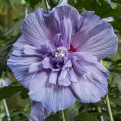 Double Flowered 'Chiffon' Hibiscus Collection -Garden Bulbs Store 511167 5