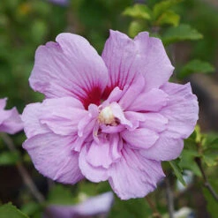 Double Flowered 'Chiffon' Hibiscus Collection -Garden Bulbs Store 511167 6