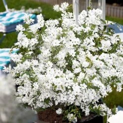 Exochorda Racemosa 'Niagara' -Garden Bulbs Store 511240 3