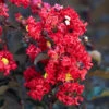 Lagerstroemia Indica 'Crimson Red Black Diamond' -Garden Bulbs Store 511250
