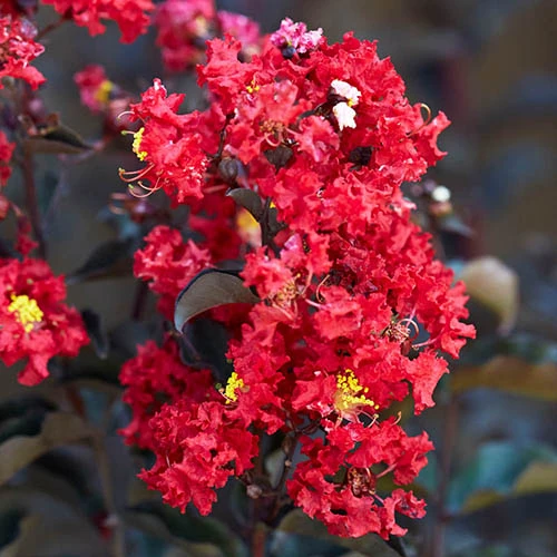 Lagerstroemia Indica 'Crimson Red Black Diamond' 3 Lagerstroemia Indica 'Crimson Red Black Diamond'