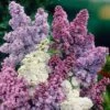 Syringa Vulgaris, Lilac Tricolor -Garden Bulbs Store 511257