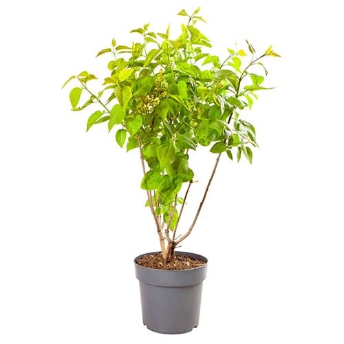 Syringa Vulgaris, Lilac Tricolor 4 Syringa Vulgaris, Lilac Tricolor - Image 2