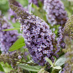 Buddleia Davidii 'Butterfly Candy' Collection 9cm X3 -Garden Bulbs Store 511286 3