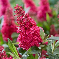 Buddleia Davidii 'Butterfly Candy' Collection 9cm X3 -Garden Bulbs Store 511286 4