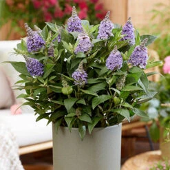 Buddleia Davidii 'Butterfly Candy' Collection 9cm X3 -Garden Bulbs Store 511286 6