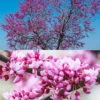 Cercis Collection -Garden Bulbs Store 511321