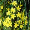 Winter Jasmine 'Jasminum Nudiflorum' -Garden Bulbs Store 511331
