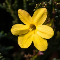 Winter Jasmine 'Jasminum Nudiflorum' -Garden Bulbs Store 511331 2