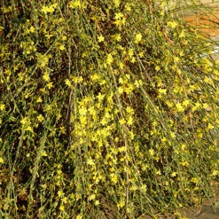 Winter Jasmine 'Jasminum Nudiflorum' -Garden Bulbs Store 511331 3