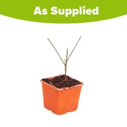 Winter Jasmine 'Jasminum Nudiflorum' -Garden Bulbs Store 511331 4