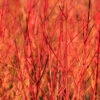 Cornus 'Midwinter Fire' -Garden Bulbs Store 511360