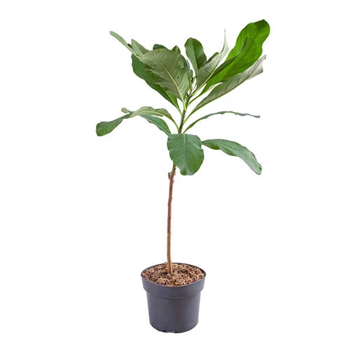 Edgeworthia Chrysantha Grandiflora 'Paper Bush' 3L 4 Edgeworthia Chrysantha Grandiflora 'Paper Bush' 3L - Image 2