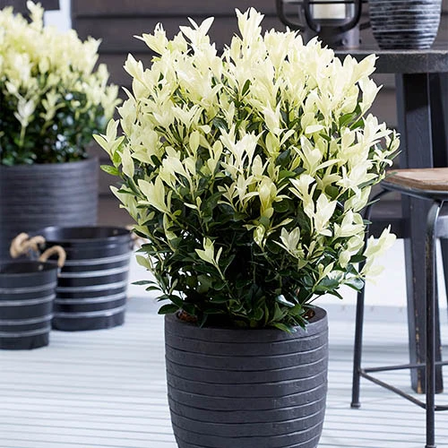 Euonymus 'Himalaya' 3 Euonymus 'Himalaya'