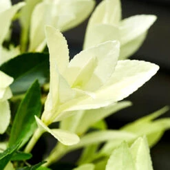 Euonymus 'Himalaya' 7 Euonymus 'Himalaya' -Garden Bulbs Store 511383 1