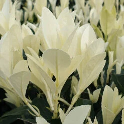 Euonymus 'Himalaya' 9 Euonymus 'Himalaya' -Garden Bulbs Store 511383 3