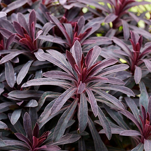 Euphorbia Miner's Merlot 9cm X 3 4 Euphorbia Miner's Merlot 9cm X 3 - Image 2