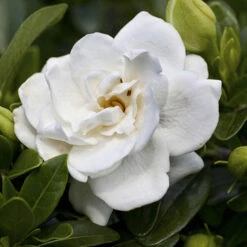 Gardenia Collection -Garden Bulbs Store 511452 2