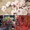 All Year Interest Shrubs -Garden Bulbs Store 511454