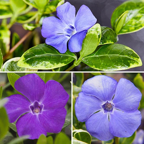 Vinca Collection 3 Vinca Collection