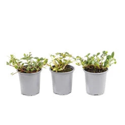 Vinca Collection 11 Vinca Collection -Garden Bulbs Store 511467 4