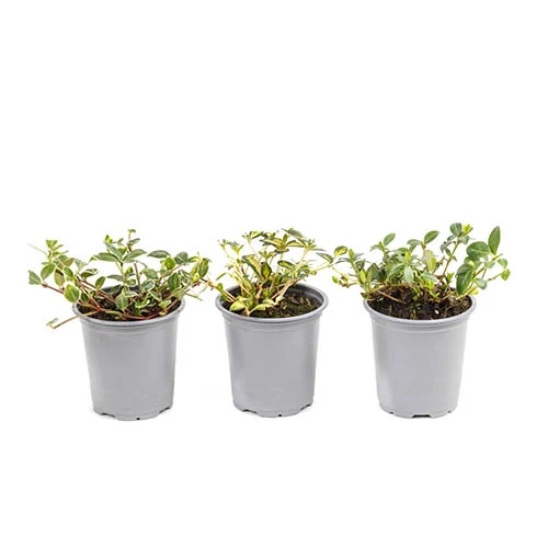 Vinca Collection 7 Vinca Collection - Image 5