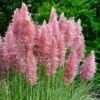 Pink Pampas Grass - Cortaderia Selloana ?Rosea? -Garden Bulbs Store 511482
