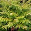 Rhus Typhina ?Tiger Eyes? -Garden Bulbs Store 511483