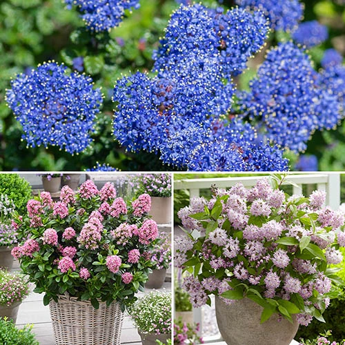 Flowering Shrub Collection Set Of 3 3 Flowering Shrub Collection Set Of 3