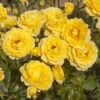 Gift Rose 'Golden Wedding' 2 Gift Rose 'Golden Wedding' -Garden Bulbs Store 530002