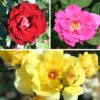 Climbing Rose Bare Root Collection -Garden Bulbs Store 530010
