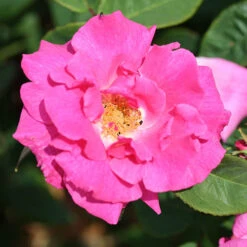 Climbing Rose Bare Root Collection -Garden Bulbs Store 530010 2