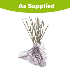 Climbing Rose Bare Root Collection -Garden Bulbs Store 530010 4