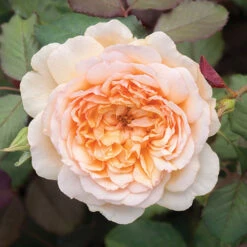 Classic 'Old English' Shrub Rose Collection -Garden Bulbs Store 530022 6