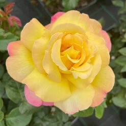 Rose 'Peace' -Garden Bulbs Store 530023 1