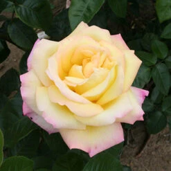 Rose 'Peace' -Garden Bulbs Store 530023 2