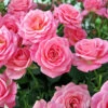 Rose Queen Elizabeth -Garden Bulbs Store 530026