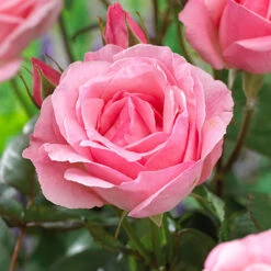 Rose Queen Elizabeth -Garden Bulbs Store 530026 1