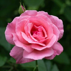 Rose Queen Elizabeth -Garden Bulbs Store 530026 3