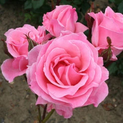 Rose Queen Elizabeth -Garden Bulbs Store 530026 4