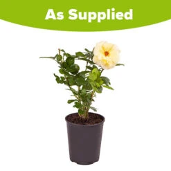 Rose 'Arthur Bell' -Garden Bulbs Store 530027 3