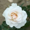Rose 'Margaret Merrill' -Garden Bulbs Store 530057