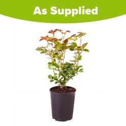 Rose 'Margaret Merrill' -Garden Bulbs Store 530057 1