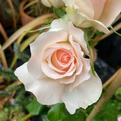 Rose 'Chandos Beauty' ®