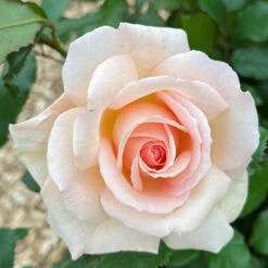 Rose 'Chandos Beauty' ® -Garden Bulbs Store 530069 3