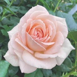 Rose 'Chandos Beauty' ® -Garden Bulbs Store 530069 4