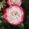 Rose 'Nostalgia' -Garden Bulbs Store 530171