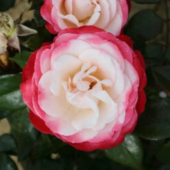 Rose 'Nostalgia'