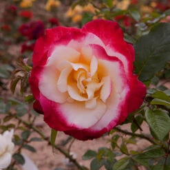 Rose 'Nostalgia' -Garden Bulbs Store 530171 2