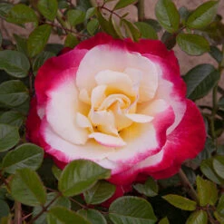 Rose 'Nostalgia' -Garden Bulbs Store 530171 3